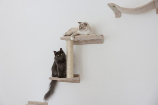 Kletterwand für Katzen, Wandmontage, für Katzen bis 10 kg Gewicht