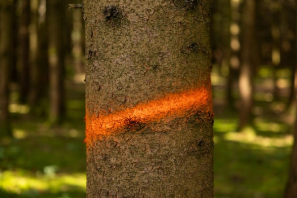 Markierungsspray Forst Neon orange, mit sehr hoher Leuchtkraft