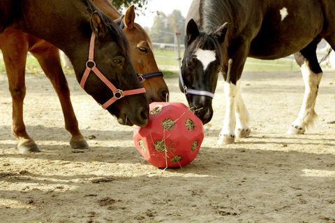HeuBoy Futterspielball für Pferde fördert die artgerechte Aufnahme von Rauhfutter