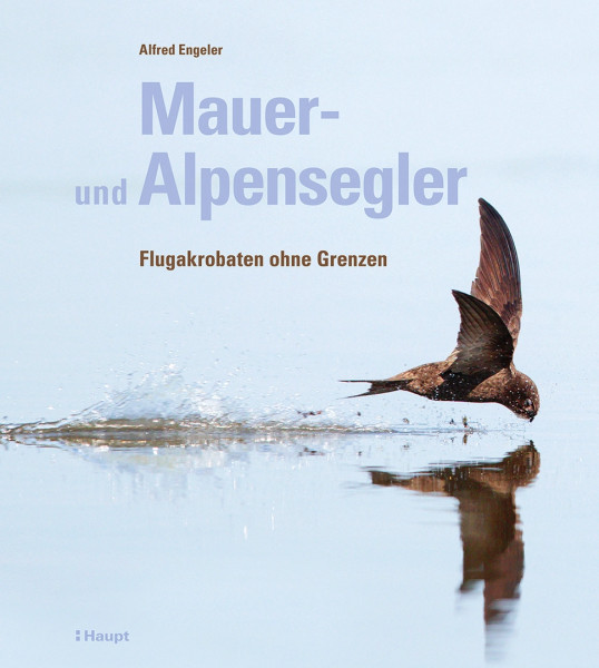 Mauer- und Alpensegler, Haupt Verlag, Autor A. Engeler