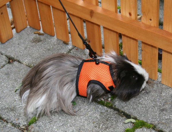 Nagergeschirr aus Nylon für Meerschweinchen & kleine Kaninchen, 3 Stück