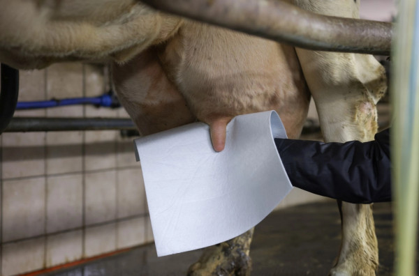 Eutertuch UdderoClean Super - wiederverwendbares Tuch zur Euterreinigung und Keimzahlreduzierung