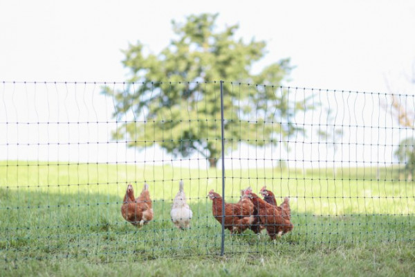 Elektrifizierbares PoultryNet Premium in 2 Längen