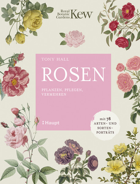 Rosen pflanzen, pflegen, vermehren - mit 78 Arten- und Sortenporträts, Haupt Verlag, Autor Hall, T.