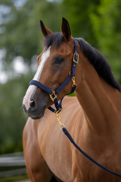 das schöne Halfter TopLine in der Farbe navy, in 4 Größen Pony bis XFul