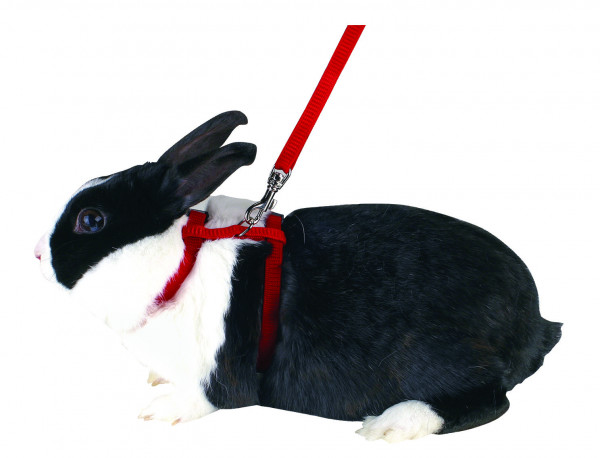 Nagergeschirr für Kaninchen inklusive Leine (140 cm), farblich sortiert
